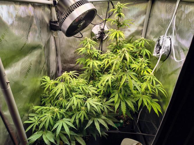 #4 - Milky Way F1 & Girl Scout Cookies. Week 6