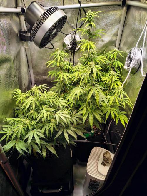 #4 - Milky Way F1 & Girl Scout Cookies. Week 6