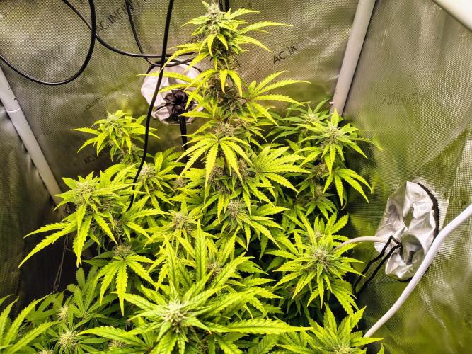 #4 - Milky Way F1 & Girl Scout Cookies. Week 7 - GSC