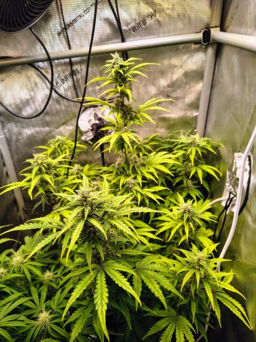 #4 - Milky Way F1 & Girl Scout Cookies. Week 7 - GSC