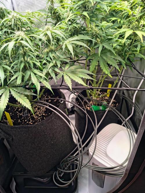 #4 - Milky Way F1 & Girl Scout Cookies. Week 7 - Gardena watering system