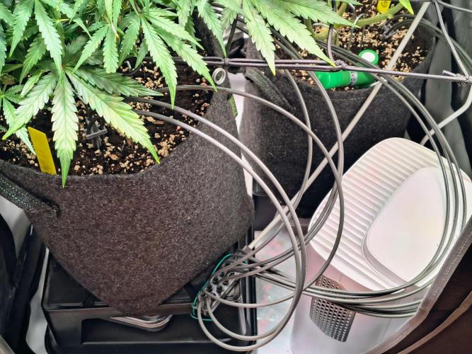 #4 - Milky Way F1 & Girl Scout Cookies. Week 7 - Gardena watering system