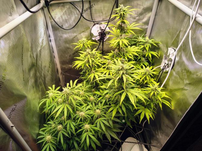 #4 - Milky Way F1 & Girl Scout Cookies. Week 7