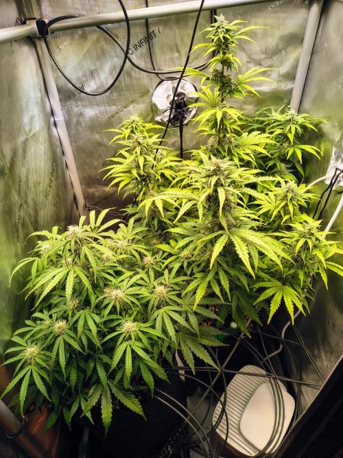#4 - Milky Way F1 & Girl Scout Cookies. Week 7