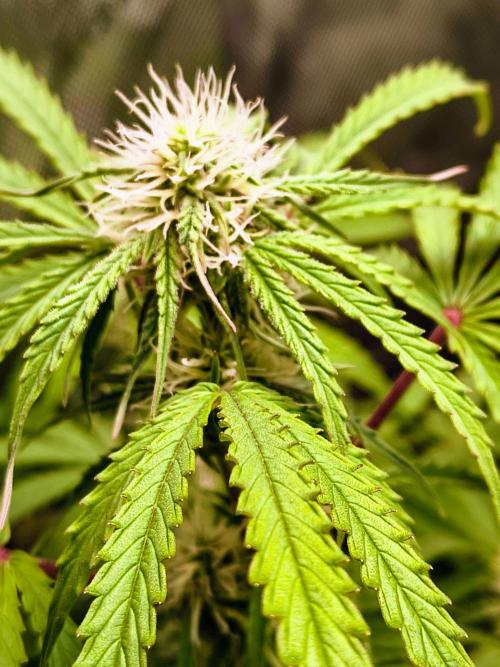 #4 - Milky Way F1 & Girl Scout Cookies. Week 7 - Milky Way