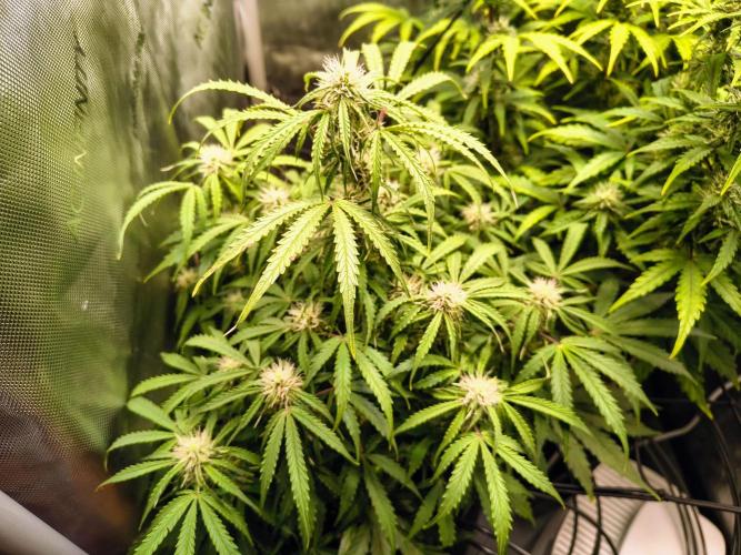#4 - Milky Way F1 & Girl Scout Cookies. Week 7 - Milky Way