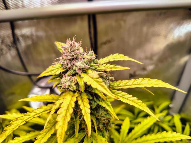 #4 - Milky Way F1 & Girl Scout Cookies. Week 8 - GSC