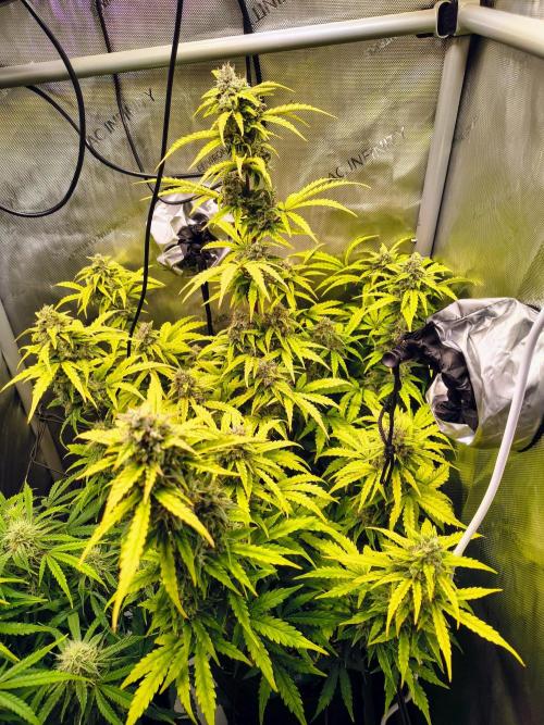 #4 - Milky Way F1 & Girl Scout Cookies. Week 8 - GSC