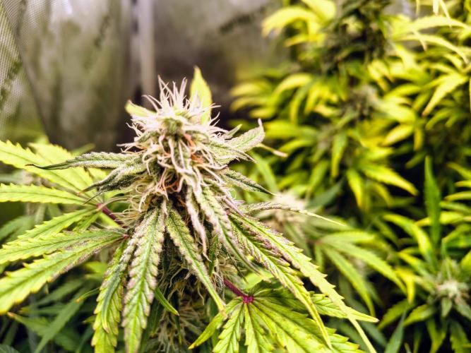 #4 - Milky Way F1 & Girl Scout Cookies. Week 8 - Milky Way F1