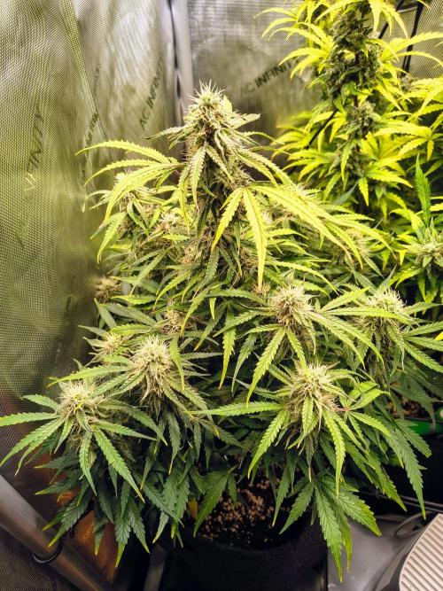 #4 - Milky Way F1 & Girl Scout Cookies. Week 8 - Milky Way F1