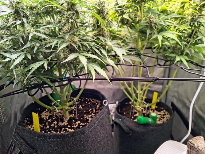 #4 - Milky Way F1 & Girl Scout Cookies. Week 8