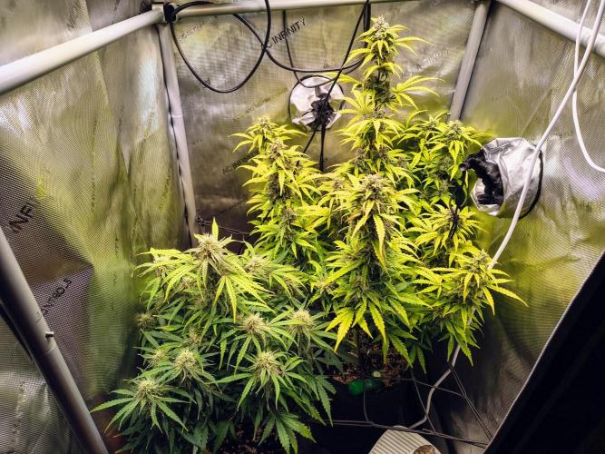 #4 - Milky Way F1 & Girl Scout Cookies. Week 8