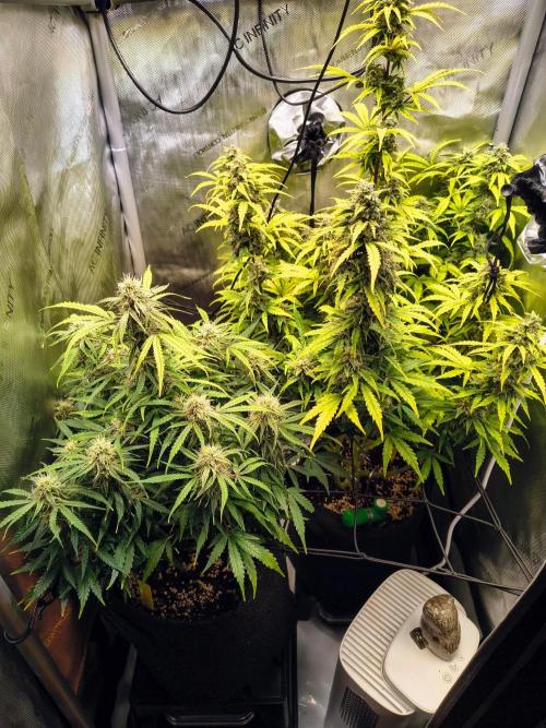 #4 - Milky Way F1 & Girl Scout Cookies. Week 8