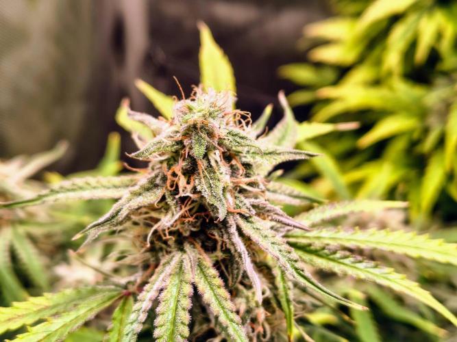 #4 - Milky Way F1 & Girl Scout Cookies. Week 9 - Milky Way