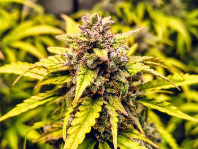 #4 - Milky Way F1 & Girl Scout Cookies. Week 9 - GSC