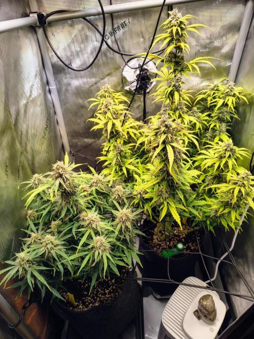 #4 - Milky Way F1 & Girl Scout Cookies. Week 9