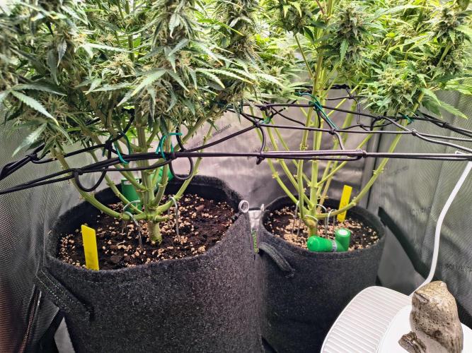 #4 - Milky Way F1 & Girl Scout Cookies. Week 9