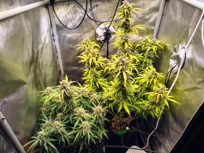 #4 - Milky Way F1 & Girl Scout Cookies. Week 9