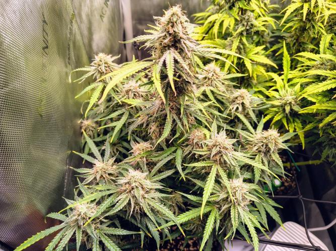 #4 - Milky Way F1 & Girl Scout Cookies. Week 9 - Milky Way