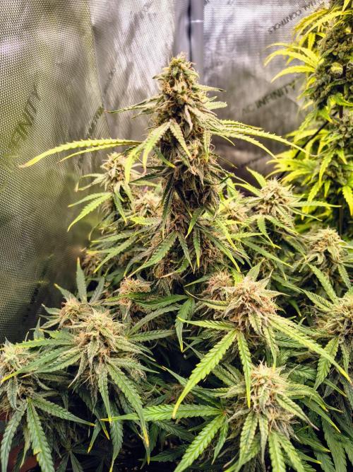 #4 - Milky Way F1 & Girl Scout Cookies. Week 9 - Milky Way