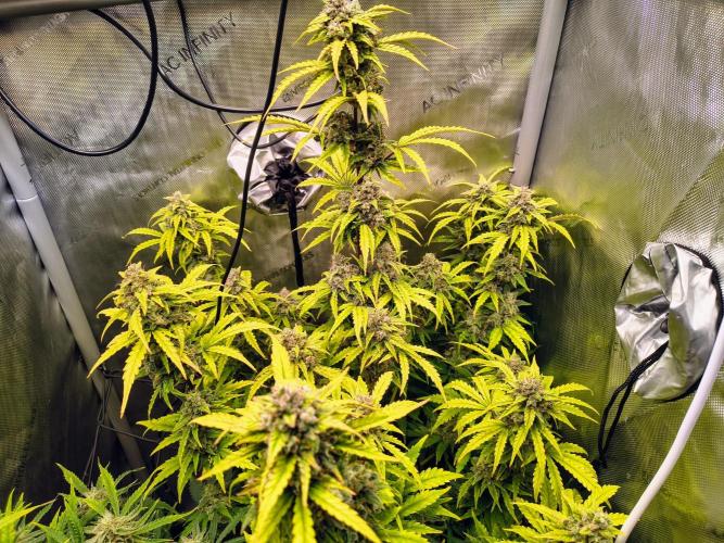 #4 - Milky Way F1 & Girl Scout Cookies. Week 9 - GSC