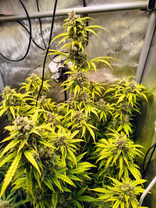#4 - Milky Way F1 & Girl Scout Cookies. Week 9 - GSC