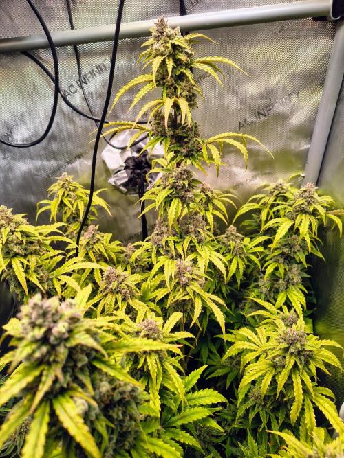 #4 - Milky Way F1 & Girl Scout Cookies. Week 10 - GSC