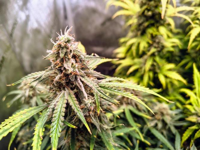 #4 - Milky Way F1 & Girl Scout Cookies. Week 10 - Milky Way