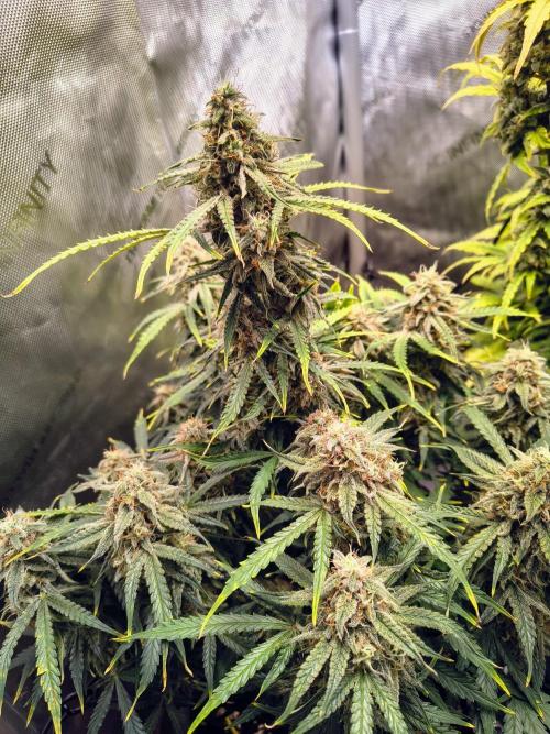 #4 - Milky Way F1 & Girl Scout Cookies. Week 10 - Milky Way
