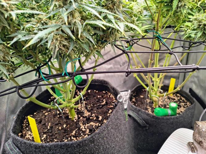 #4 - Milky Way F1 & Girl Scout Cookies. Week 10