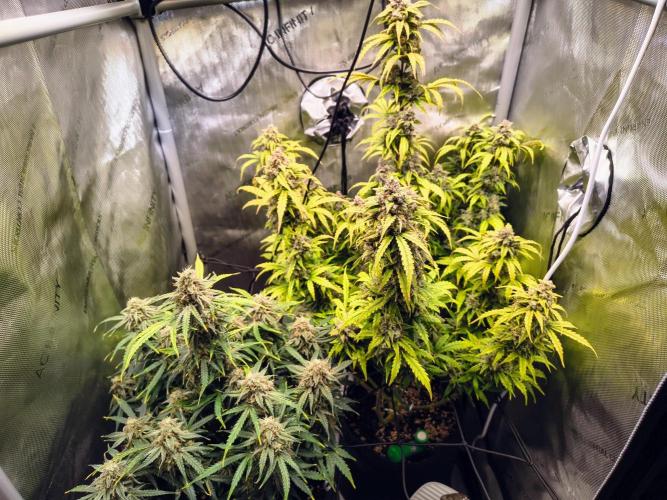 #4 - Milky Way F1 & Girl Scout Cookies. Week 10