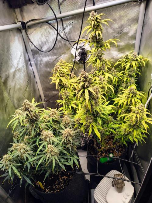 #4 - Milky Way F1 & Girl Scout Cookies. Week 10