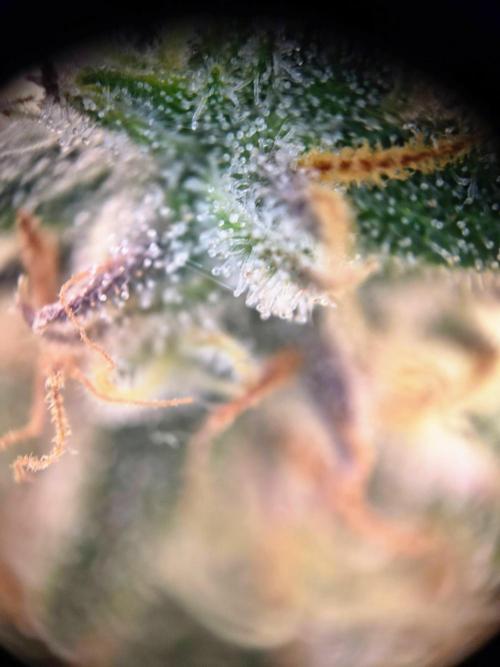 #4 - Milky Way F1 & Girl Scout Cookies. Week 11 - Milky Way