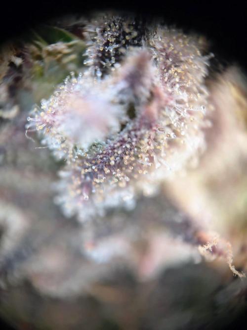 #4 - Milky Way F1 & Girl Scout Cookies. Week 11 - GSC