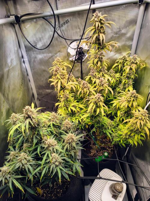 #4 - Milky Way F1 & Girl Scout Cookies. Week 11