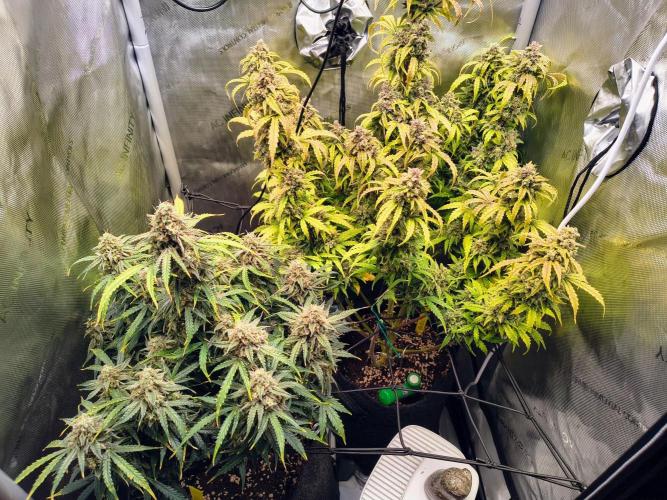 #4 - Milky Way F1 & Girl Scout Cookies. Week 11