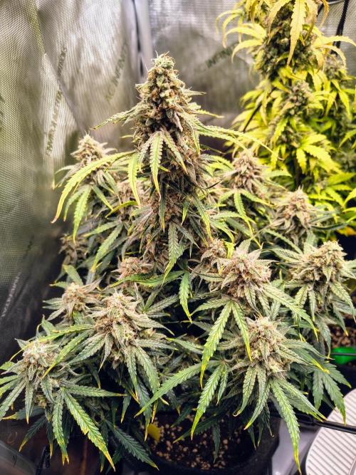 #4 - Milky Way F1 & Girl Scout Cookies. Week 11 - Milky Way
