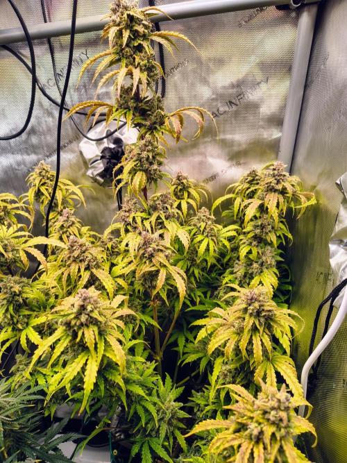#4 - Milky Way F1 & Girl Scout Cookies. Week 11