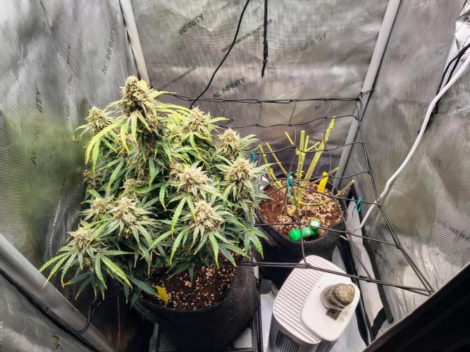 #4 - Milky Way F1 & Girl Scout Cookies. Week 12