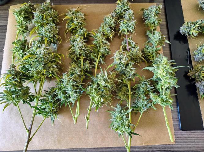 #4 - Milky Way F1 & Girl Scout Cookies. Week 12