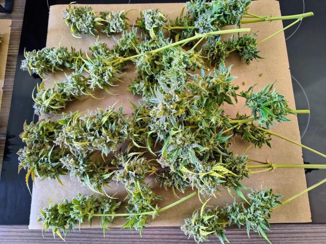 #4 - Milky Way F1 & Girl Scout Cookies. Week 12