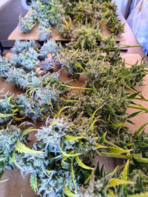 #4 - Milky Way F1 & Girl Scout Cookies. Week 12