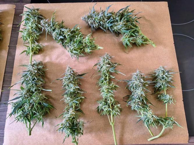 #4 - Milky Way F1 & Girl Scout Cookies. Week 12