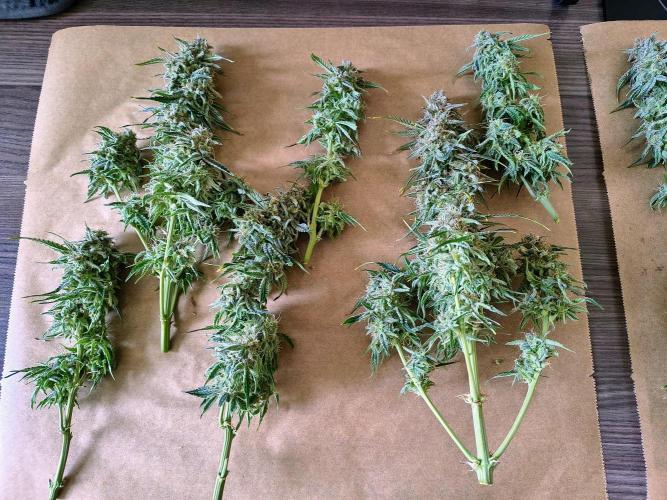 #4 - Milky Way F1 & Girl Scout Cookies. Week 12