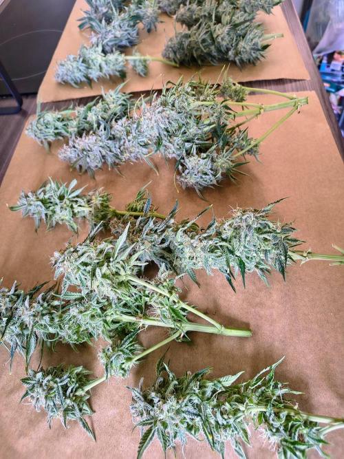 #4 - Milky Way F1 & Girl Scout Cookies. Week 12