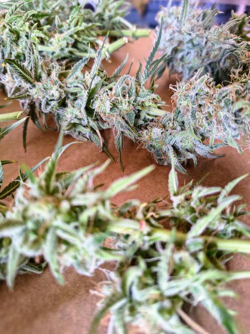 #4 - Milky Way F1 & Girl Scout Cookies. Week 12