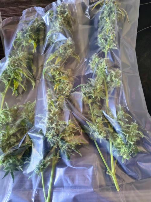 #4 - Milky Way F1 & Girl Scout Cookies. Week 12