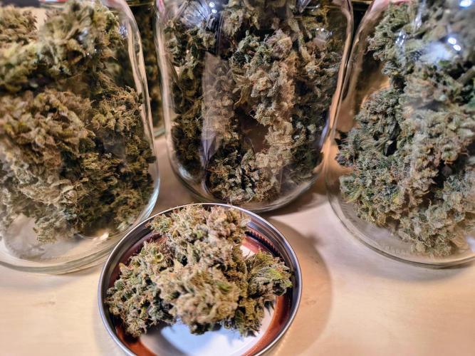 #4 - Milky Way F1 & Girl Scout Cookies. Week 12