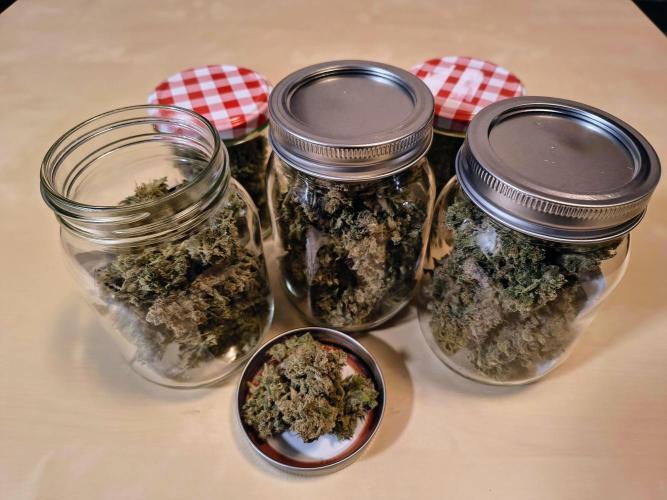 #4 - Milky Way F1 & Girl Scout Cookies. Week 12