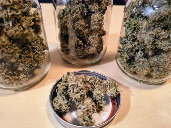 #4 - Milky Way F1 & Girl Scout Cookies. Week 12